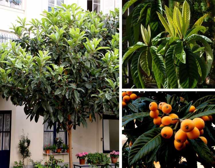 Eriobotrya japonica - Níspero: árbol pequeño de valor ornamental tanto por su follaje que se mantiene todo el año como por sus frutos coloridos.